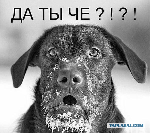Развод на пьянку за рулем