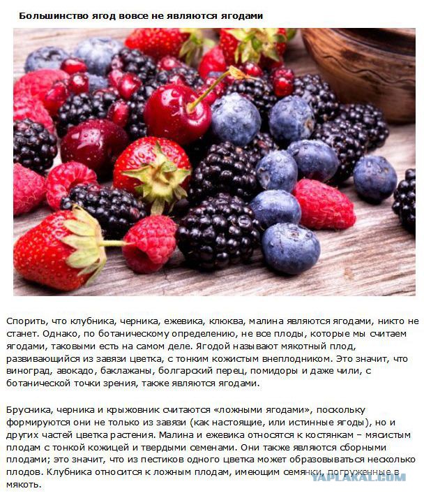 20 фактов обо всем