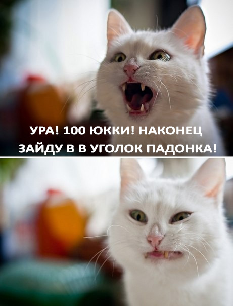 Известные котомемы.