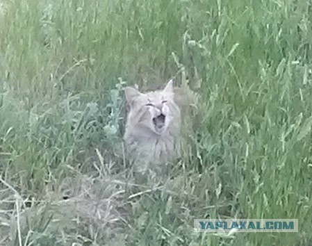 Котовторник