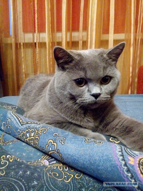 Котовторник