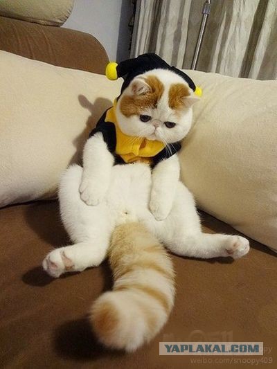 Котовторник 13.10.2015