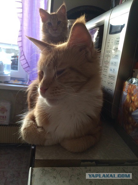 Котовторник  27.10.2015