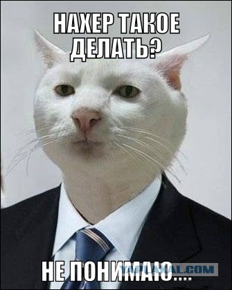 Турецкие коты на G20