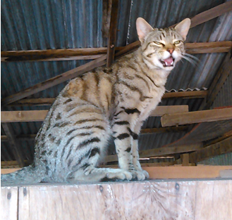 Котовторник 24.11.2015