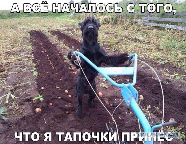 Забавные картинки из Сети