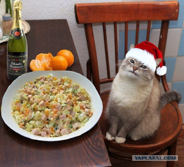 Смешные комментарии 20.12.2015