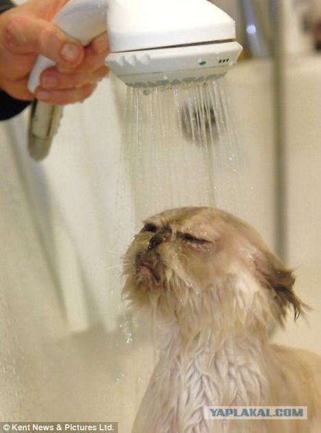 15 фоток животных во время помывки.