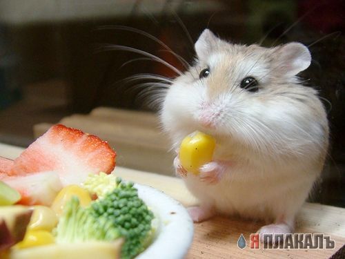 ГРЫЗУНЫ. Мыши, крысы, хомячки и т.д.