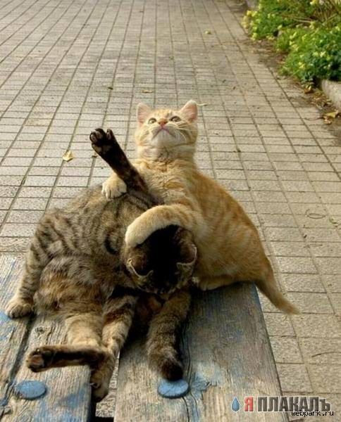 Коты, кошки, котята