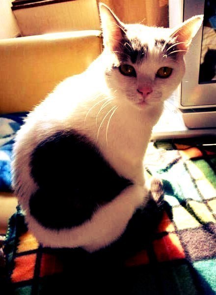 Котовторник