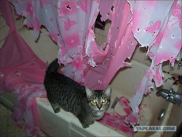 Ну, очень нервная кошка.