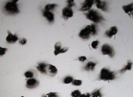 Как зажечь спичку спичкой