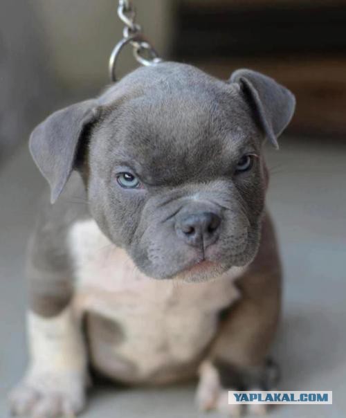 Страшно красивые терьеры