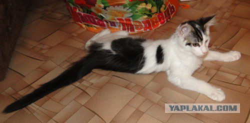 Котовторник 07.06.2016