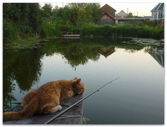 Котовторник 19.07.2016
