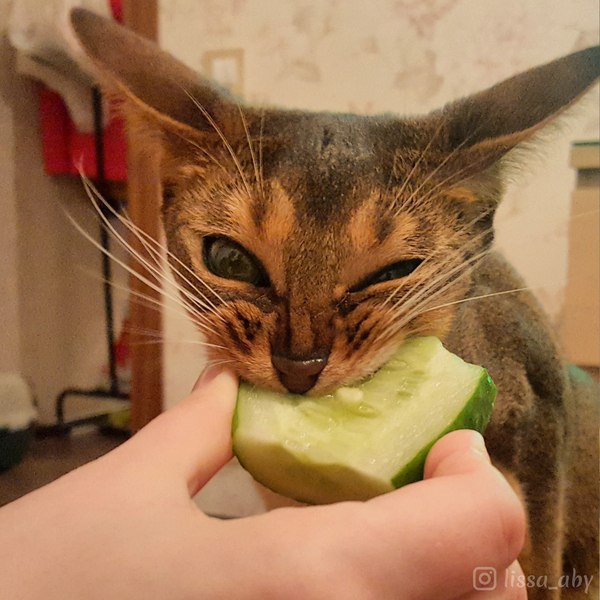 Прикольные животные