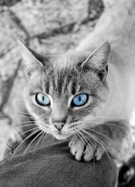Коты из сети