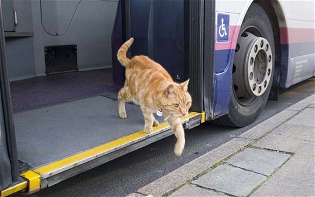 Коты и Кошки