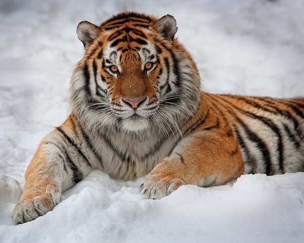 Самые смешные животные