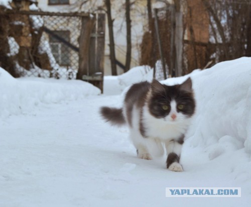 Котовторник 04/04/2017