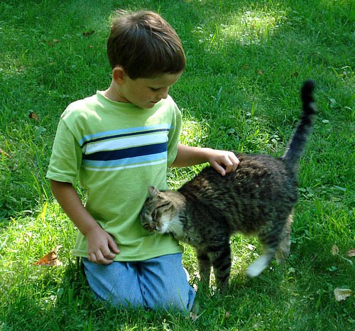 Коты и Кошки