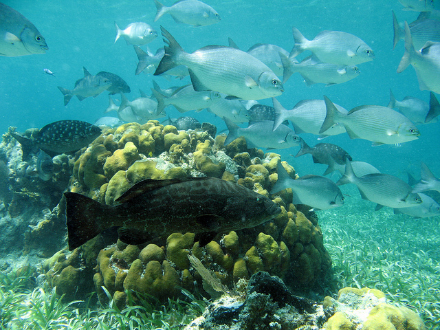 Голубая дыра (Great Blue Hole)