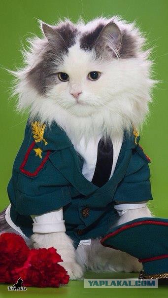 Я не умею рисовать котов? Да ладно...