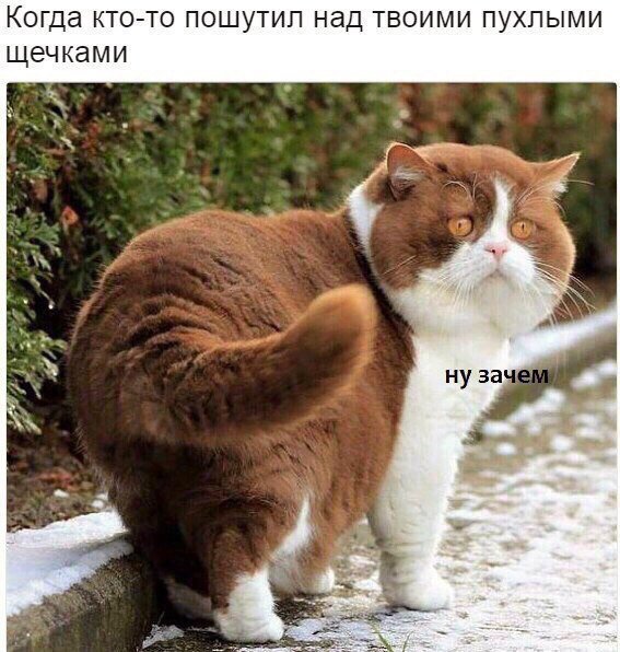 Смешные комментарии из социальных сетей 01.09.2017