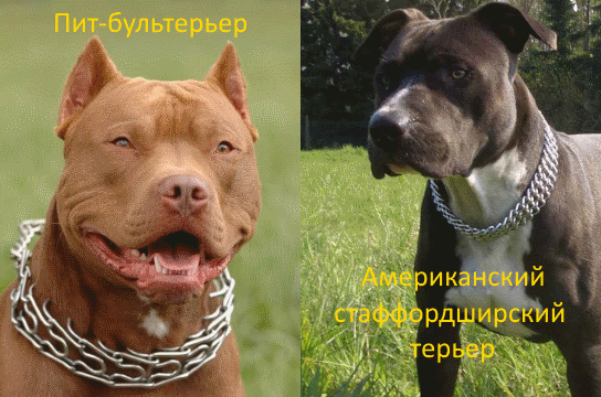Кошка исполосовала морды одновременно семерым питбулям!
