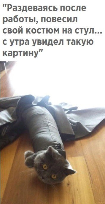 Коты и Кошки