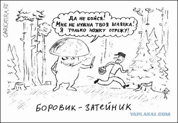 Медведь грибы в лесу