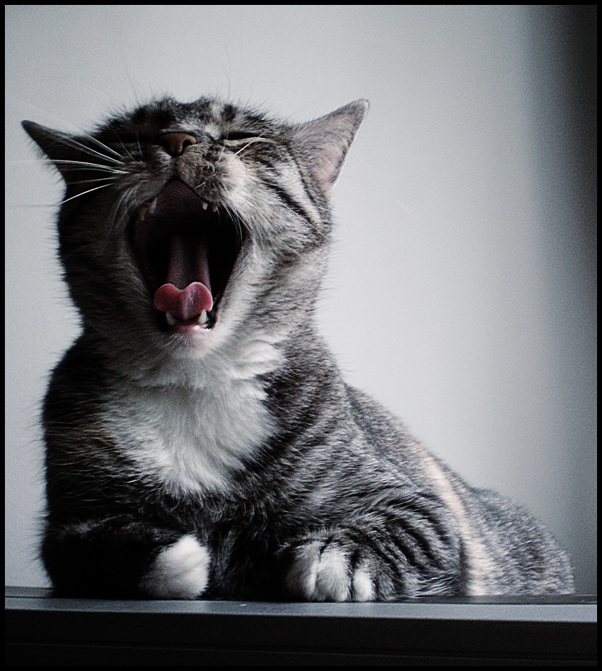 Коты и Кошки