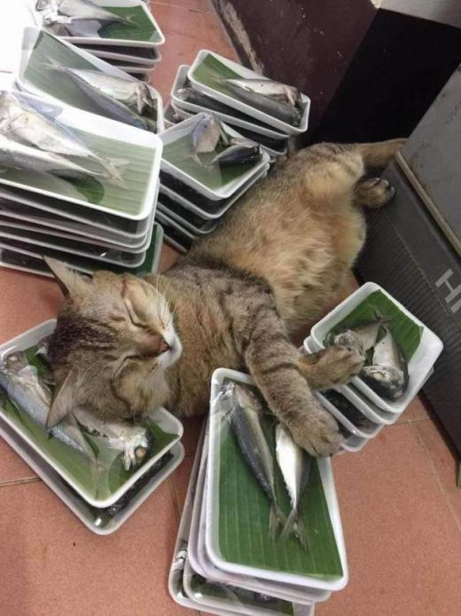Коты и Кошки