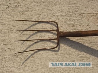 "Горила сосна палала"