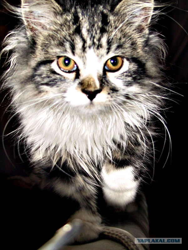 Коты на вторник на ЯПлакалъ (07.10.2008)