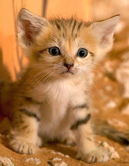 Немного милоты