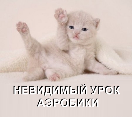 Коты и невидимые предметы 26 фот