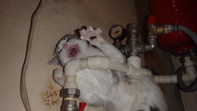 Боевые коты