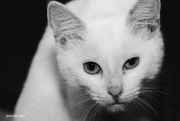 Котовторник, для любителей кошек