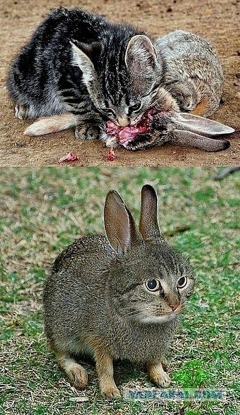 Кролик vs Кошка.