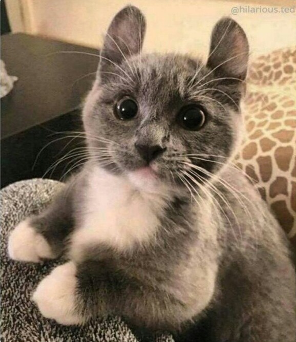 Прикольных котов пост