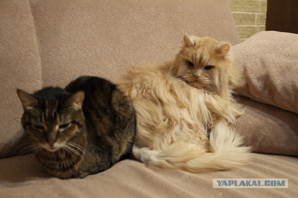 Котовторник 17.04.2012