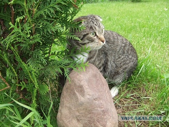 Котовторник 10. 07. 2012