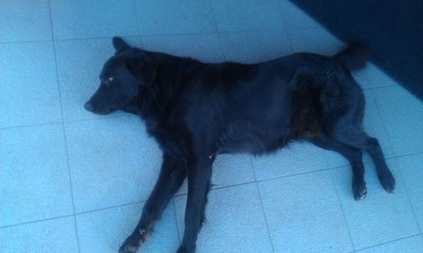 Собакочетверг