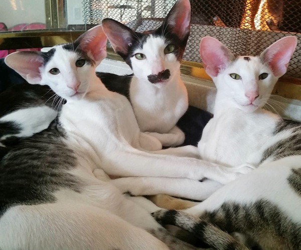 Это моя кошка