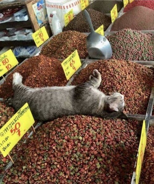 Забавные фото котеек