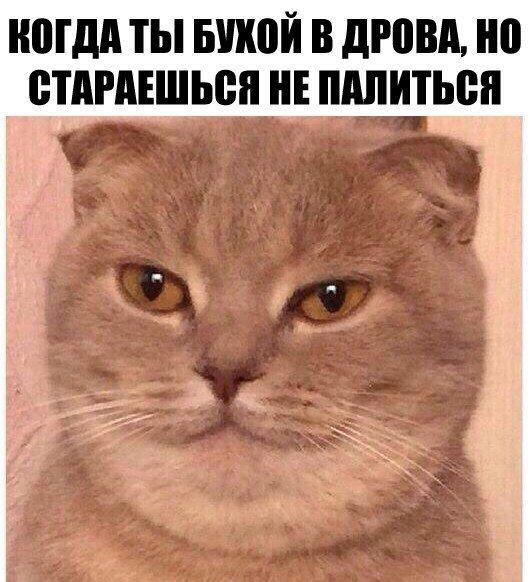 Картинки с котами и про котов