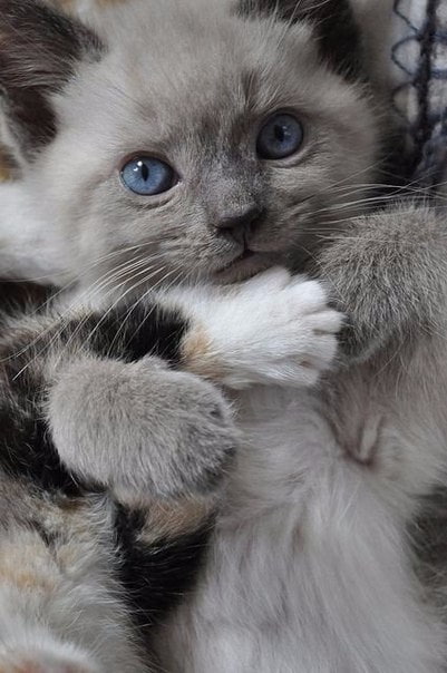 Забавные фото котеек