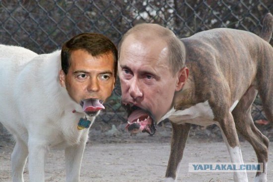 Фотожаба: Две собаки